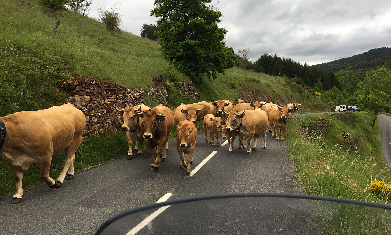 Croiser un troupeau de vache sur la route