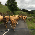 Croiser un troupeau de vache sur la route : pas rassurant à vrai dire !