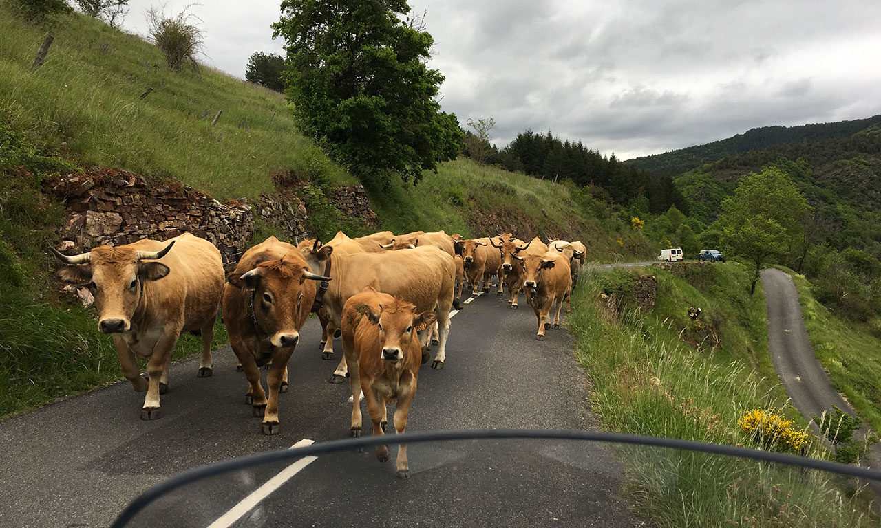 Croiser un troupeau de vache sur la route : pas rassurant à vrai dire !