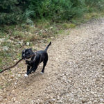 Oscar en pleine balade au coeur du Parc de la Valmasque