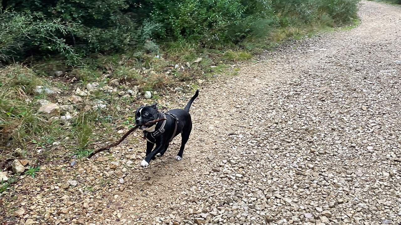 Oscar en pleine balade au coeur du Parc de la Valmasque