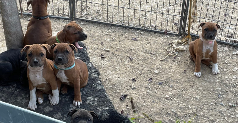 portée de staffie Wenilek's