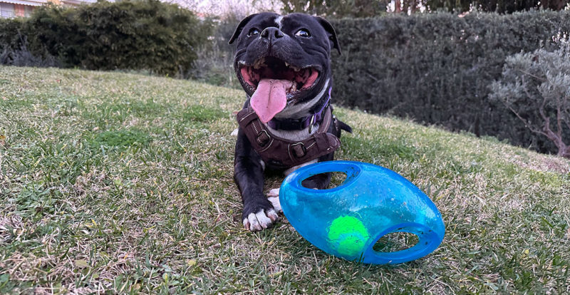 Le staffie dans le jardin