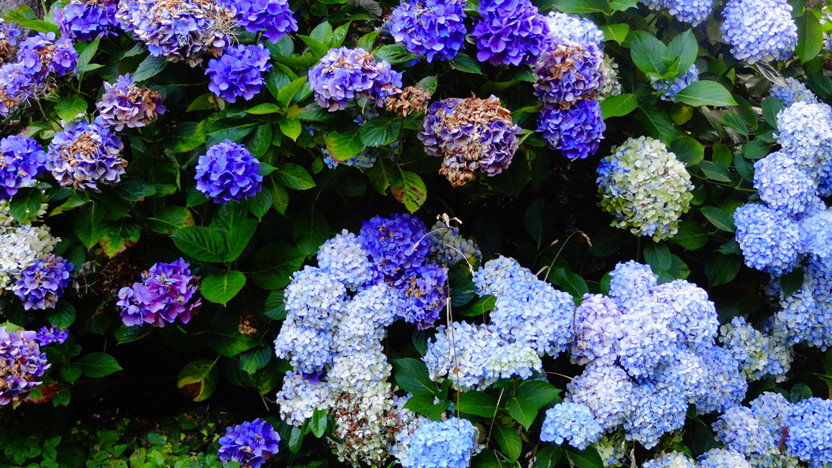 couleur saturée : appareil photo Sony
