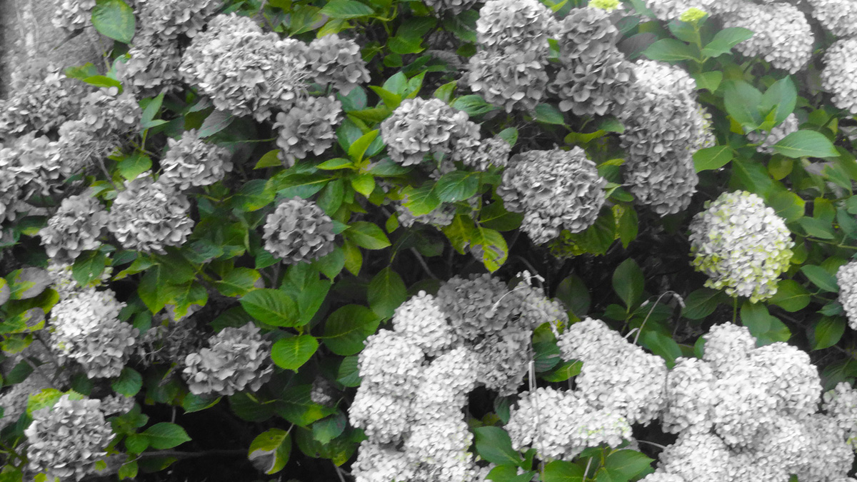 le vert en couleur dominante