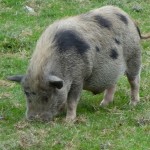 cochon sauvage gris