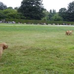 chien de chasse au Parc de la Bourbansais