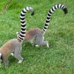 Deux lémuriens