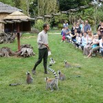 Julien et le goûter des Lémuriens au Zoo de la Bourbansais