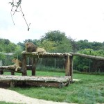 enclot des lions au Zoo de la Bourbansais