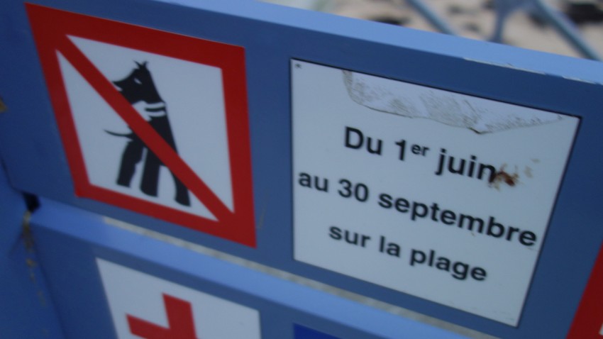 interdiction des chiens sur la plage à Saint-Malo
