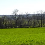 champ vert en Bretagne