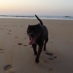 stafforshire bull terrier à Saint-Malo