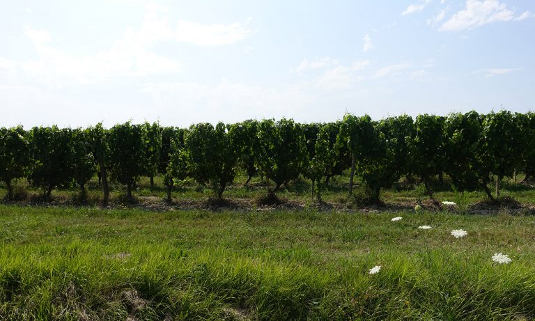 champ de vigne
