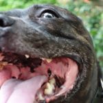 toujours à faire la fête