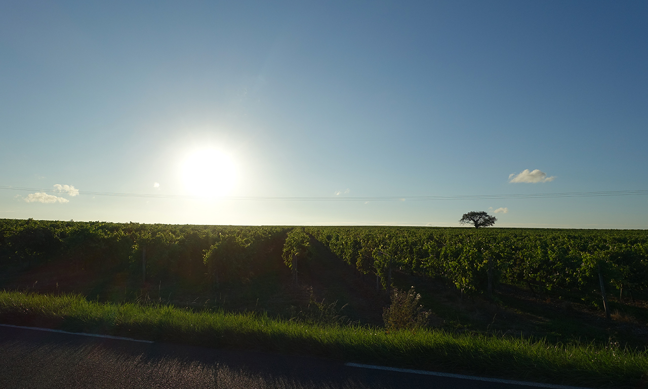 couche de soleil sur la vigne