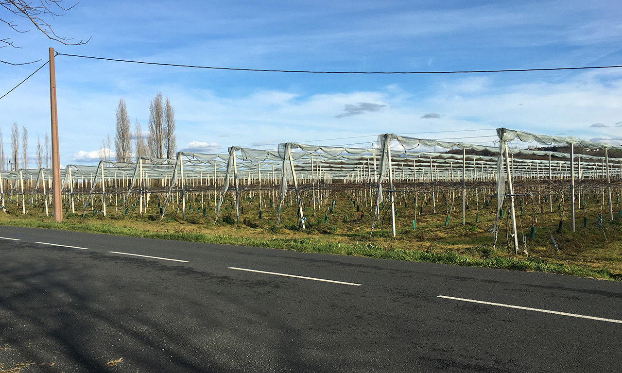 culture de kiwi au Pays Basque