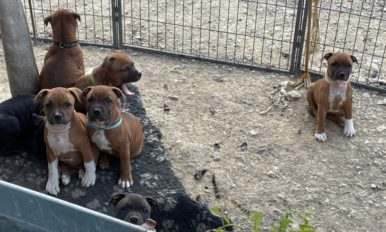 portée de staffie Wenilek's
