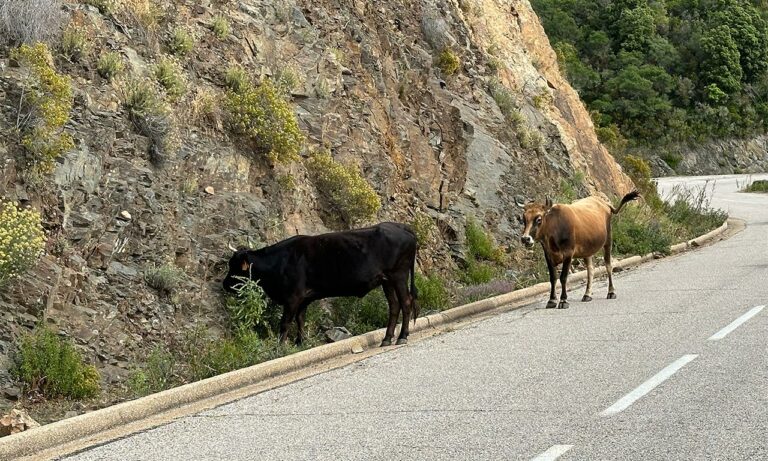 des animaux sur la route en Corse, prudence !