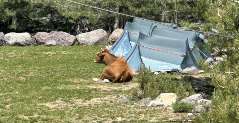 Vache rousse couchée près d'une tente de bivouac dans une prairie de montagne corse