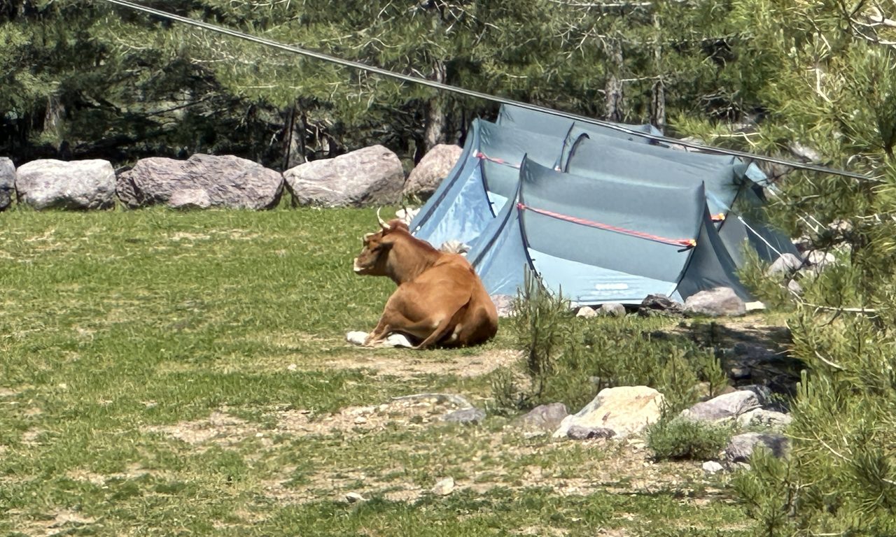 Vache rousse couchée près d'une tente de bivouac dans une prairie de montagne corse