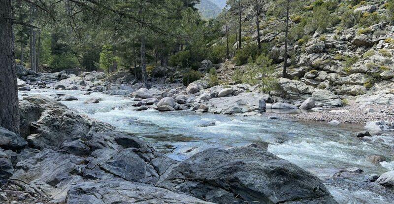 Rivière de montagne corse coulant entre rochers et pins au pied d'un sommet