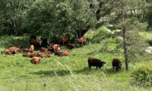 Troupeau de vaches rousses au pré